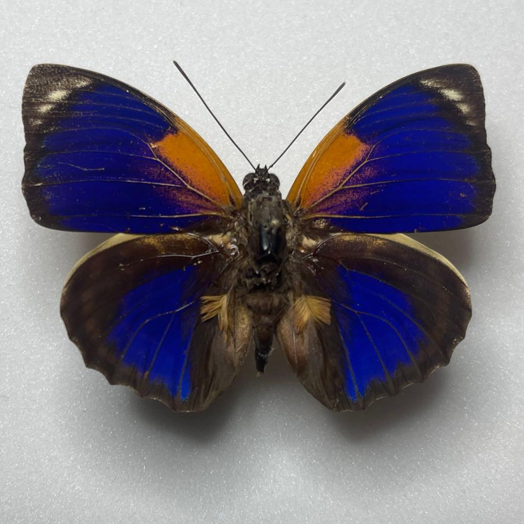 ミヤマツヤハダクワガタ ♂20.8〜20.9㎜ペア 標本