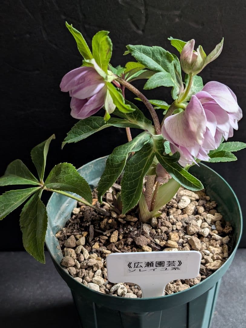 ✭クリスマスローズ:広瀬園芸【ソレイユもどき !?】開花株 - メルカリ