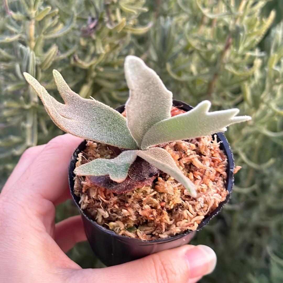 P.willinckii 'Asurada' Sporeling 11