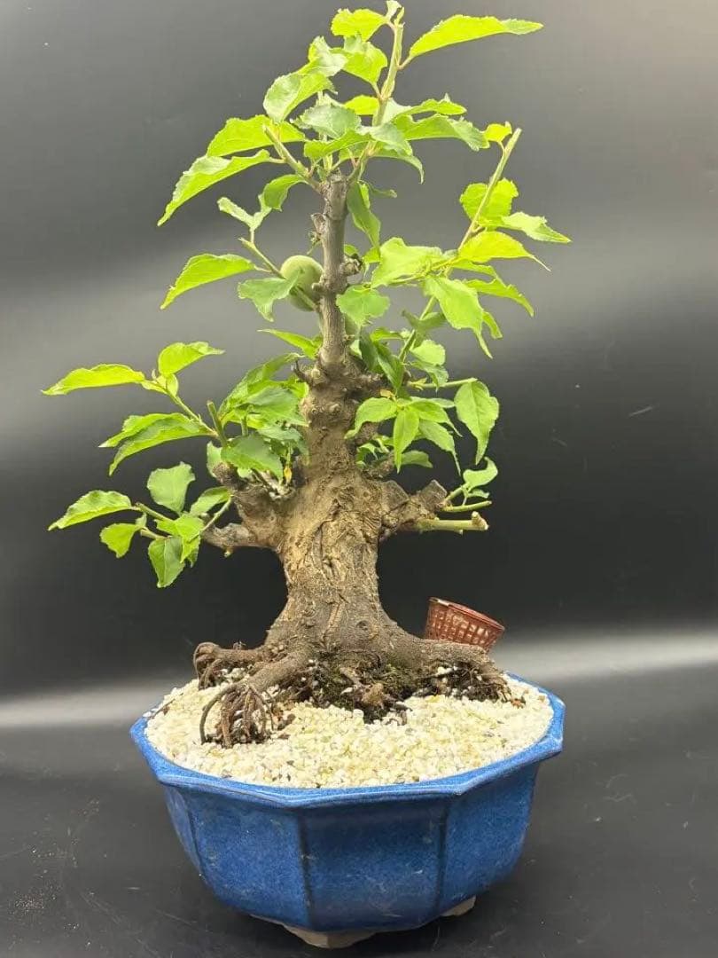 梅 盆栽　白梅 楽天市場】2026年2月～3月に開花香りを楽しむ樹齢10年 冬至梅盆栽 白梅