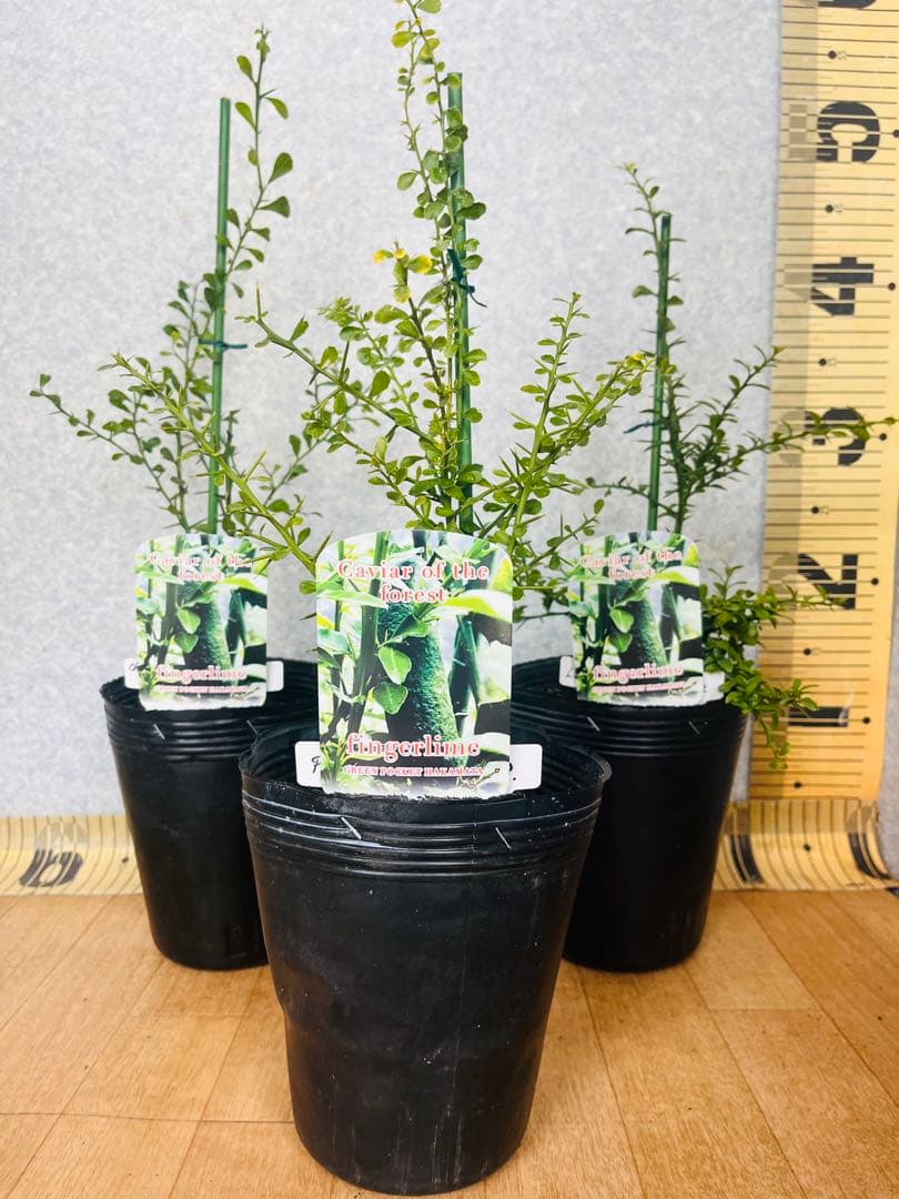 柑橘2年生 フィンガーライム接木苗／苗 まとめて3鉢 撮影品発送 - メルカリ