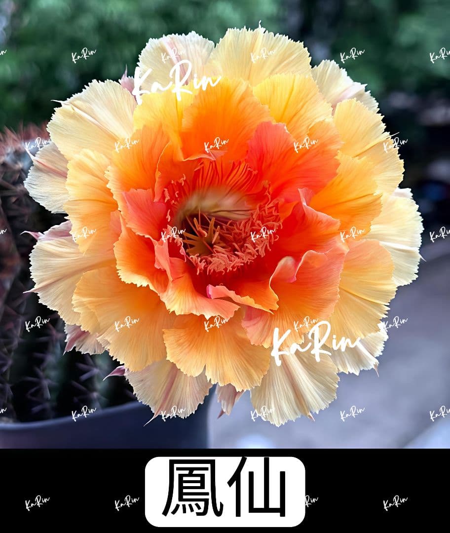 1-保護猫ファミリー様専用商品 花サボテン