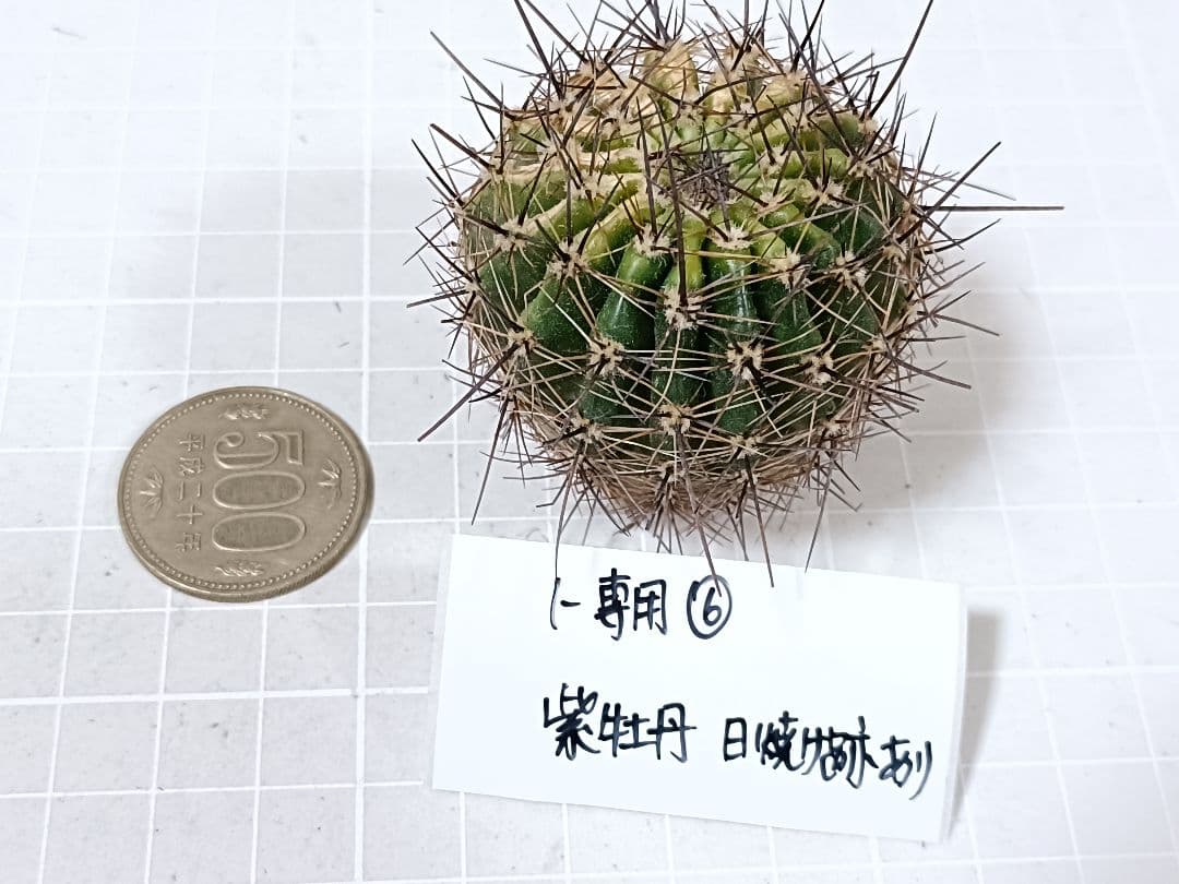 1-保護猫ファミリー様専用商品 花サボテン
