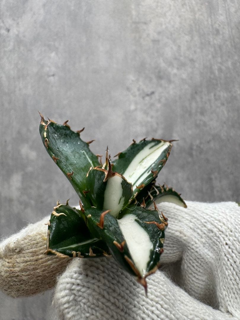 と*ふ様 アガベ チタノタ 「太陽神」 白中斑 アガベ チタノタ 白鯨