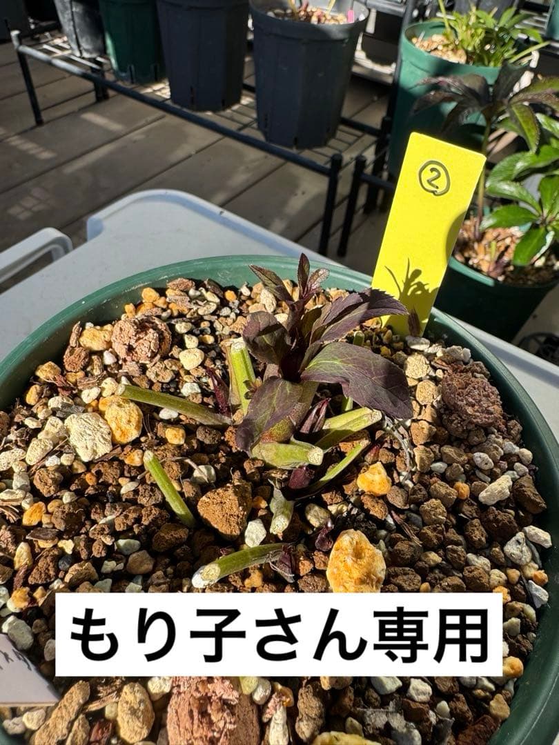 もり子さん専用　クリスマスローズ苗 2個セット 楽天市場】クリスマスローズ苗 開花見込大株 ダブルピンクブロッチ