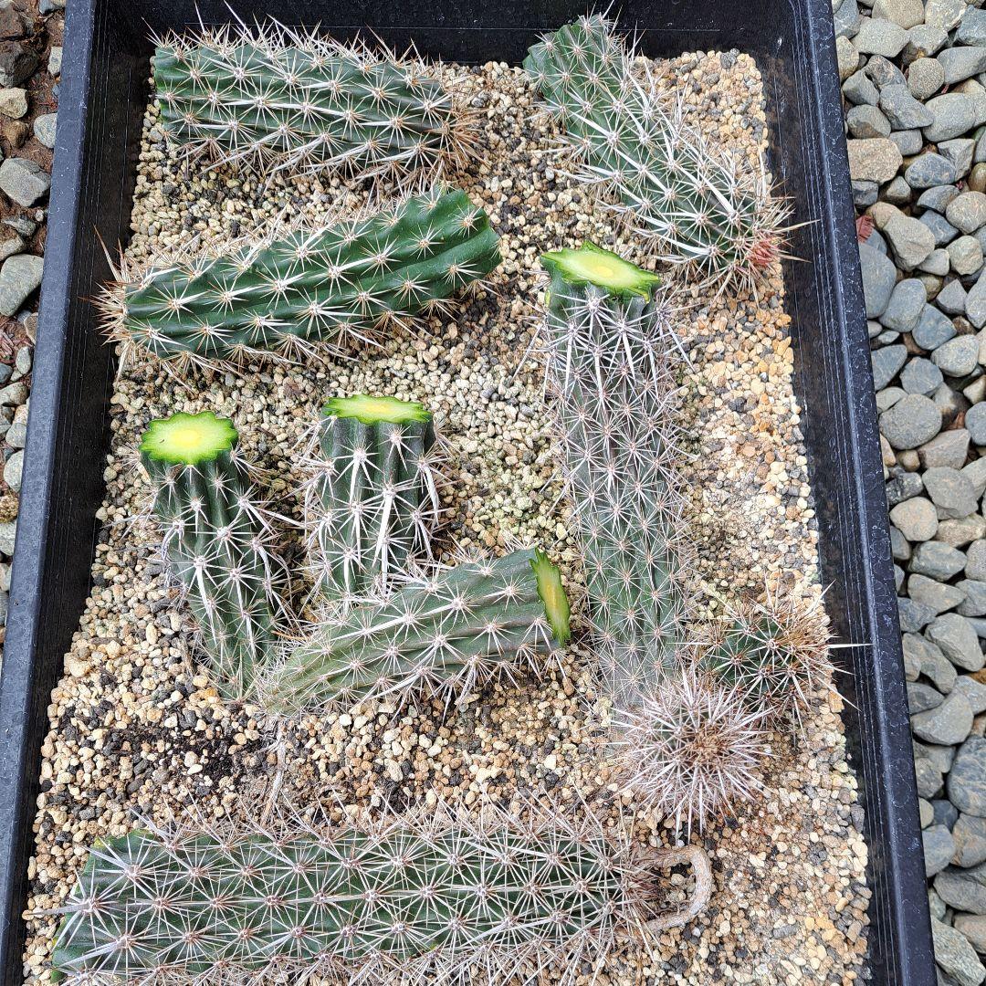 希少‼️✩.*˚ ステノケレウス エルカ (入鹿サボテン) ✩.*˚ - メルカリ