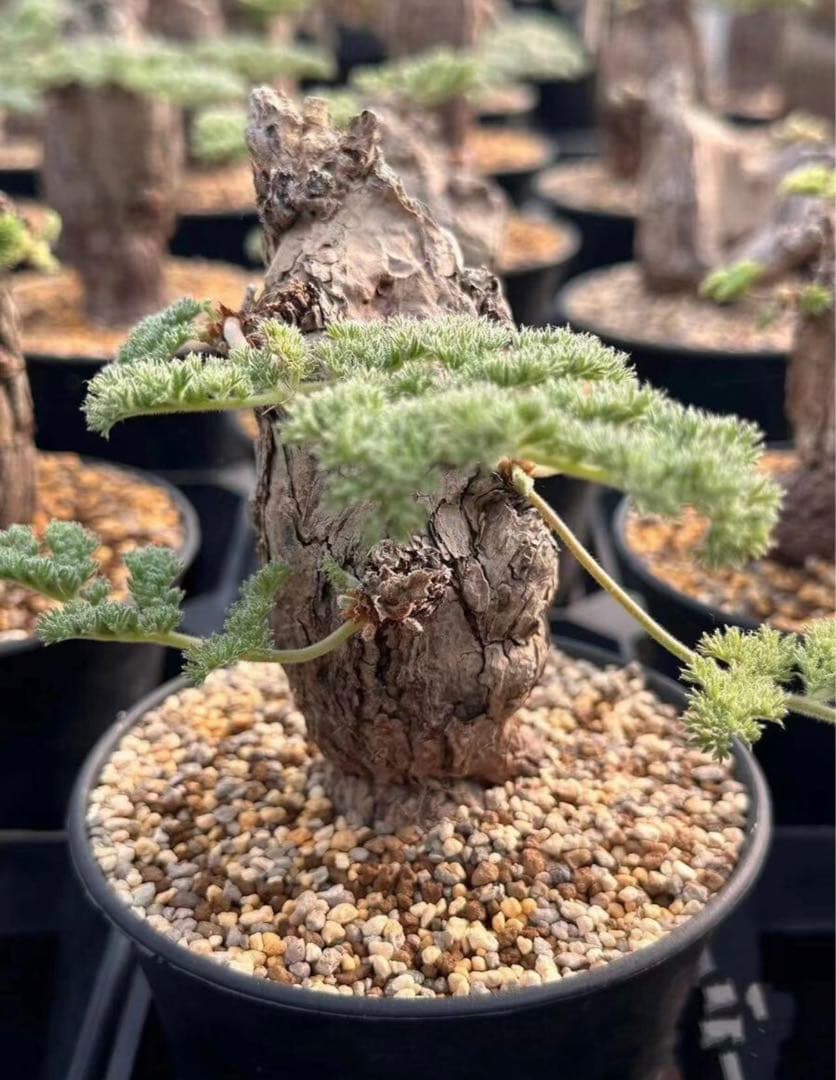 ペラルゴニウム トリステ 3株セット 冬型 塊根植物 - メルカリ