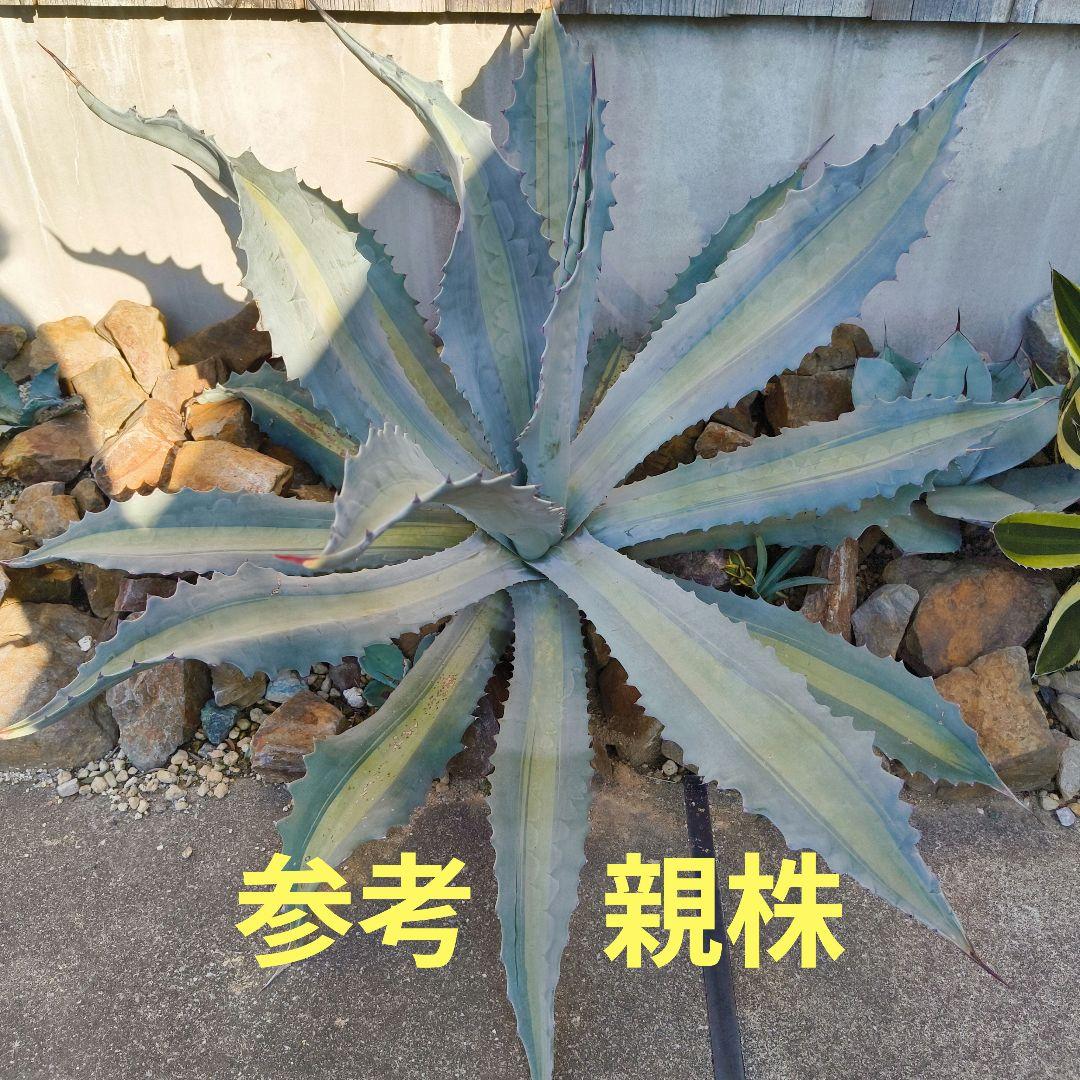 アガベ アメリカーナ エクスパンサパリーダ ① - メルカリ