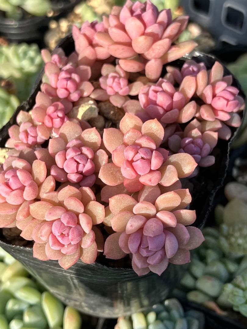 リンダリンダ 抜き苗 - メルカリ