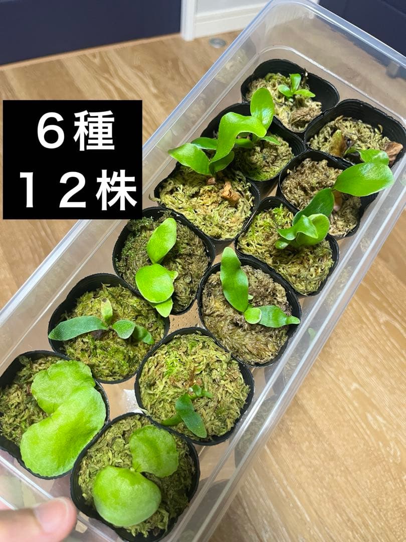 ビカクシダ 胞子培養 6種12株セット スポア - メルカリ
