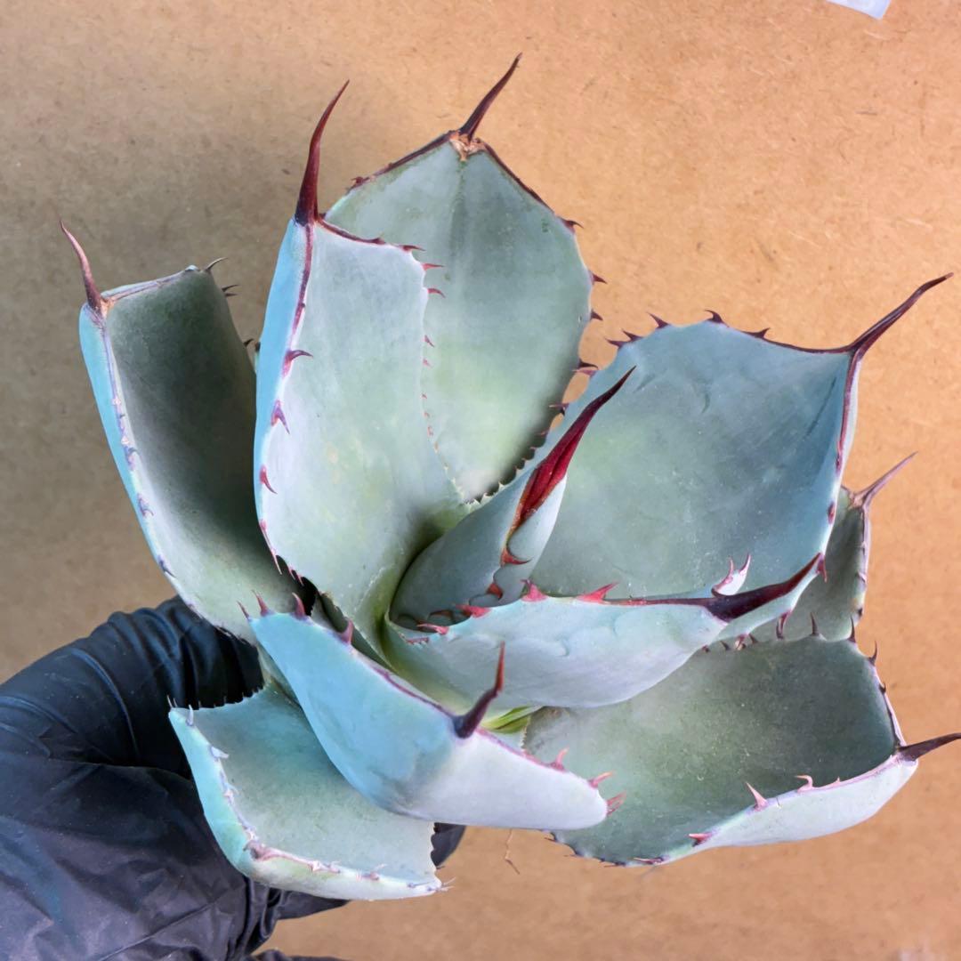 アガベ チタノタ 赤棘パリー トランカータ 短葉型 低重心 - メルカリ