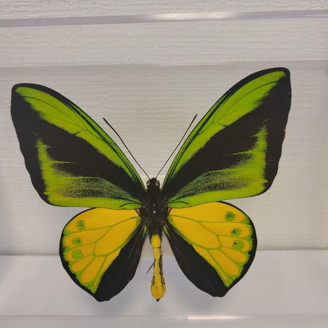 蝶の標本　トリバネチョウの王様(珍珍AA) 平田悠 木製『蝶標本』トリバネアゲハチョウ類 | 東京書芸館公式通販