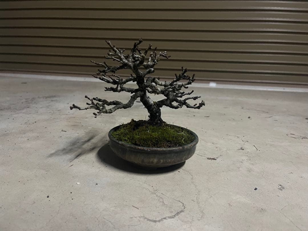 R*u様 300円スタート！長寿梅 盆栽 大木感のある長寿梅の盆栽とはじめての道具セットを販売｜はじめる専門