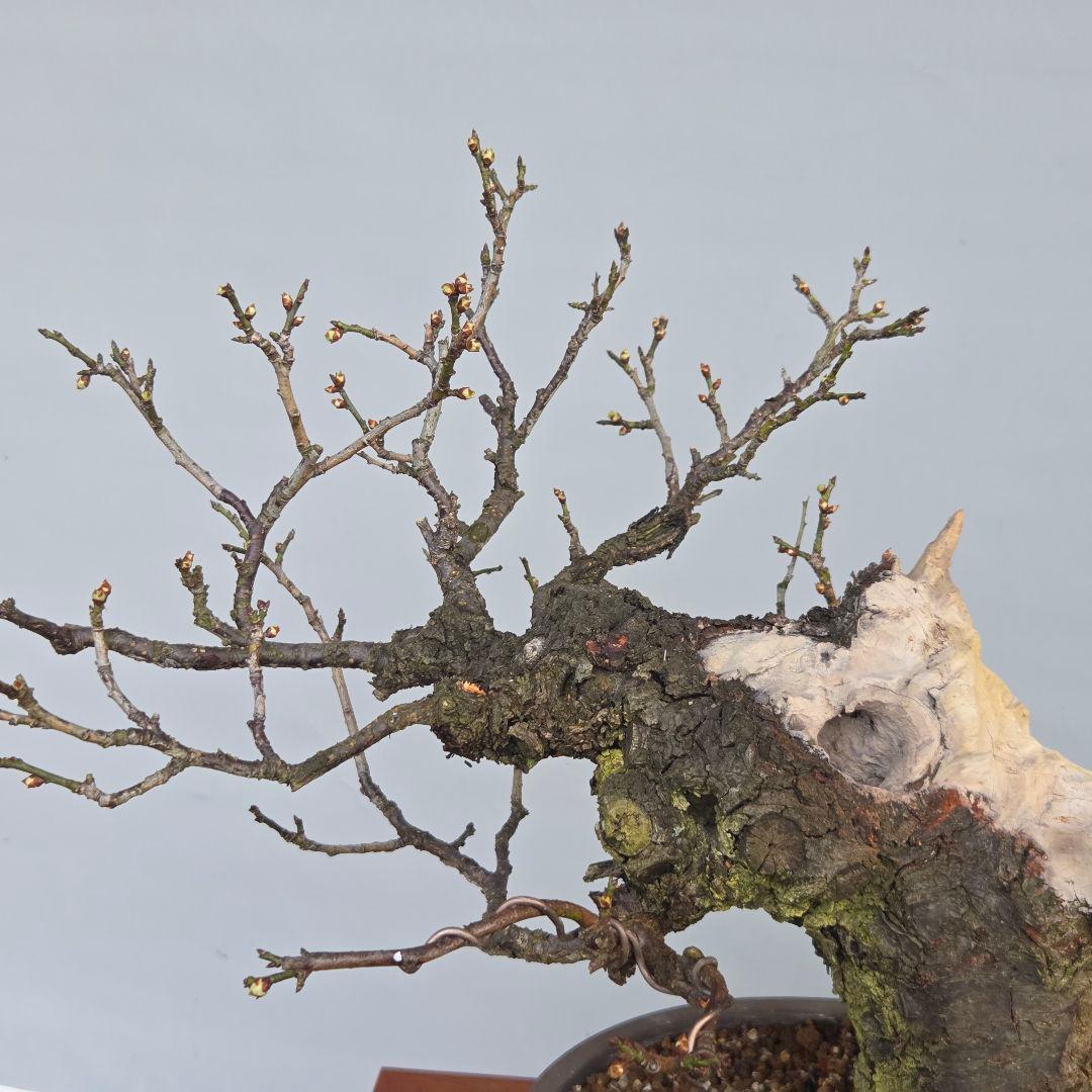 野梅　[舎利幹舎木]　　梅/中品盆栽