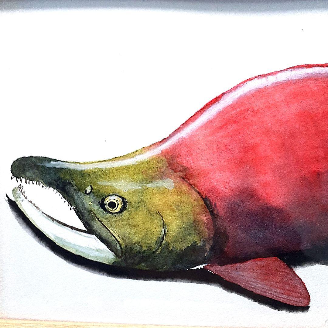 紅鱒の透明水彩画 - メルカリ