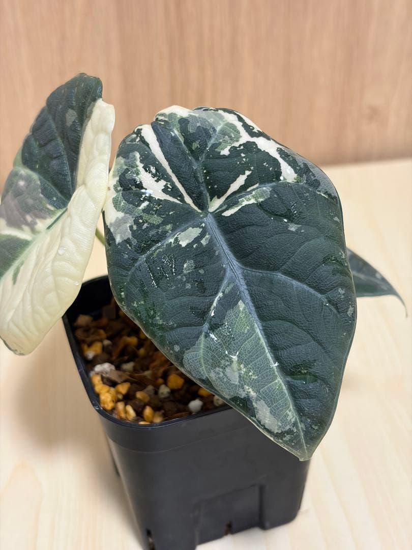 アロカシア マハラニ アルボバリエガータ 極斑 - メルカリ