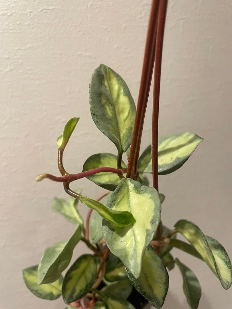 アオ様専用 レア ホヤ アルゲンティア プリンセス サクララ