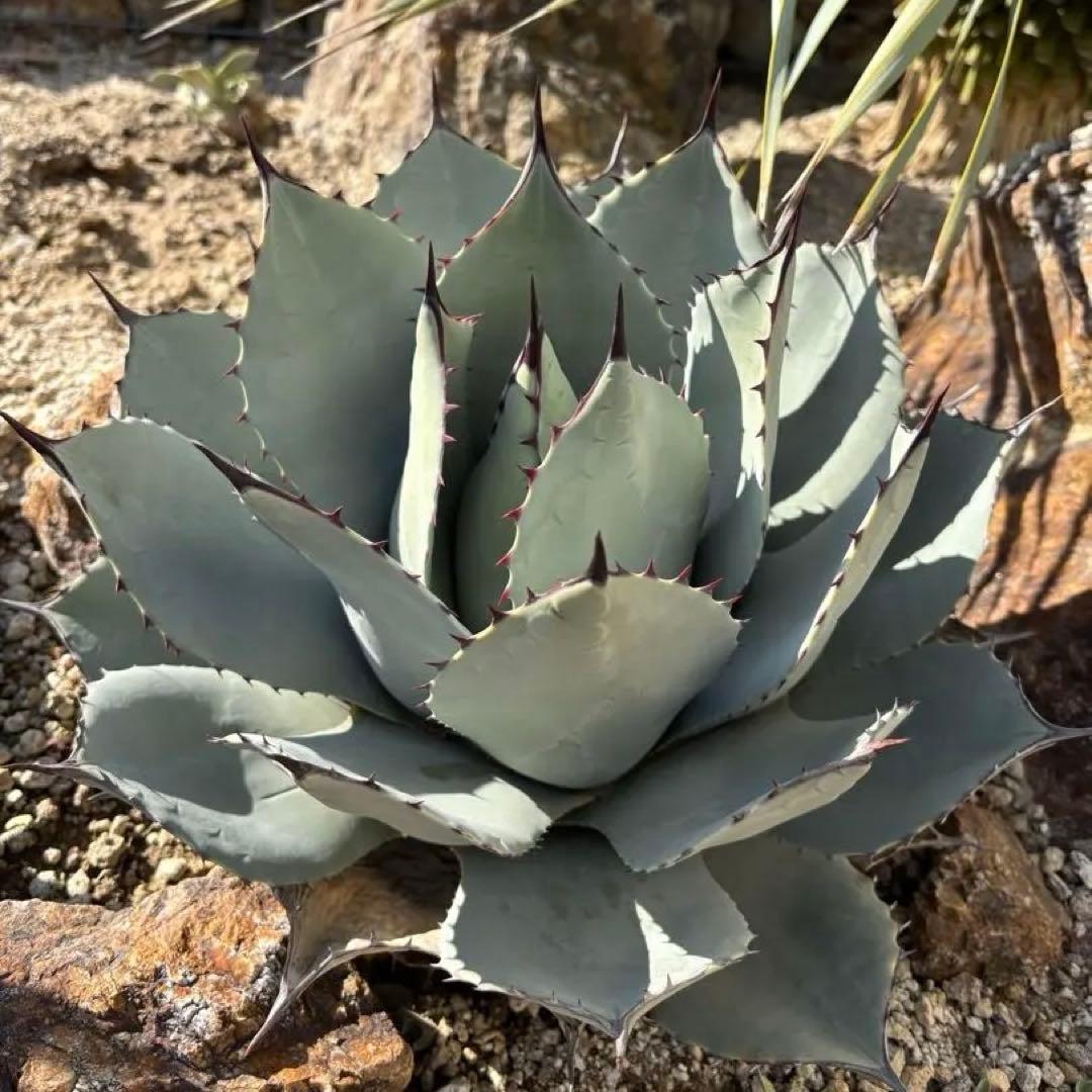 アガベ 吉祥天 - メルカリ