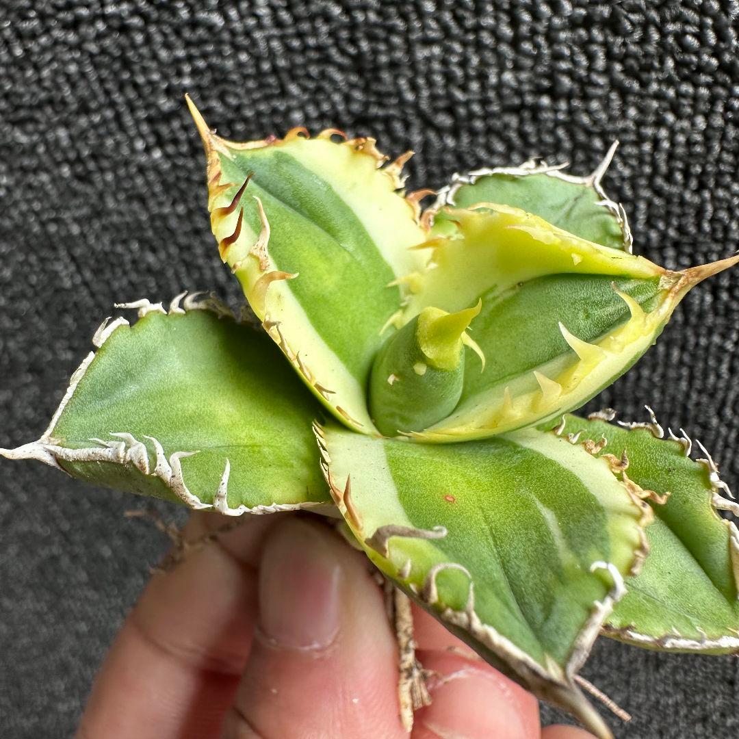 2009アガベ チタノタ 大白鯊錦 覆輪斑 精選子株 強白棘 狂棘 - メルカリ