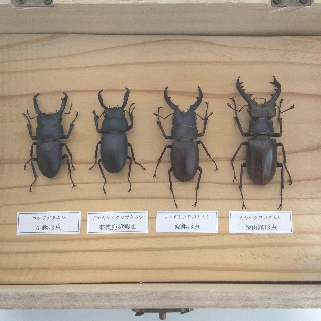 昆虫標本】ミヤマクワガタ 他クワガタセット - メルカリ