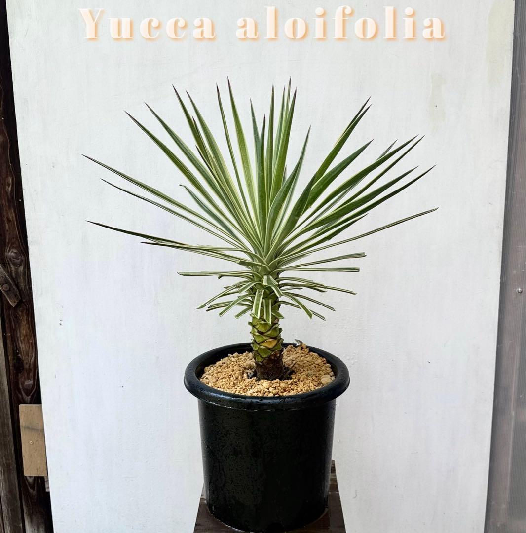 トモジュン様用 ユッカ アロイフォリア 斑入り②バリエガータ 千寿蘭 トモジュン様用 ユッカ アロイフォリア 斑入り②バリエガータ 千寿蘭