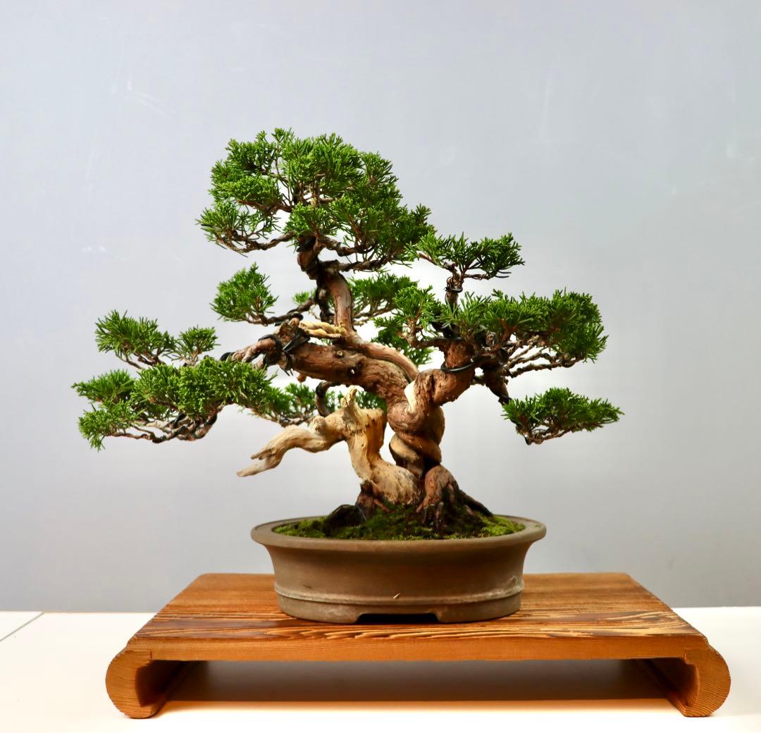 【セール】真柏/小品 小品 真柏の盆栽を販売｜盆栽妙 – 盆栽妙 本店