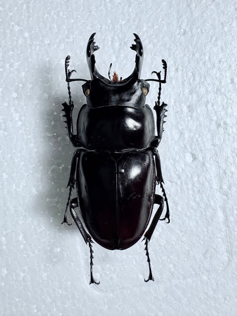 ヤエヤママルバネクワガタ 石垣島 61.2㎜【標本】規制前野外品 - メルカリ