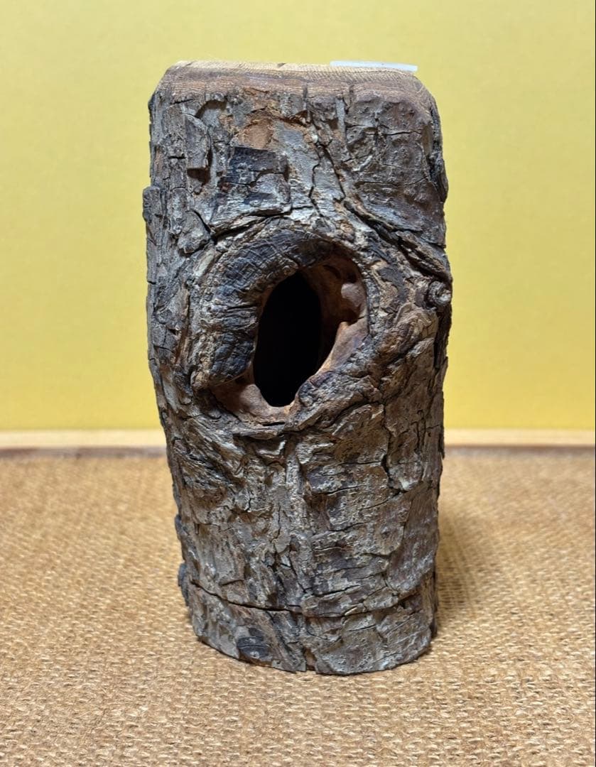 三本木 森兵衛☆希少入手困難A+Ωクラフトウッド（クワリウム）クワガタ