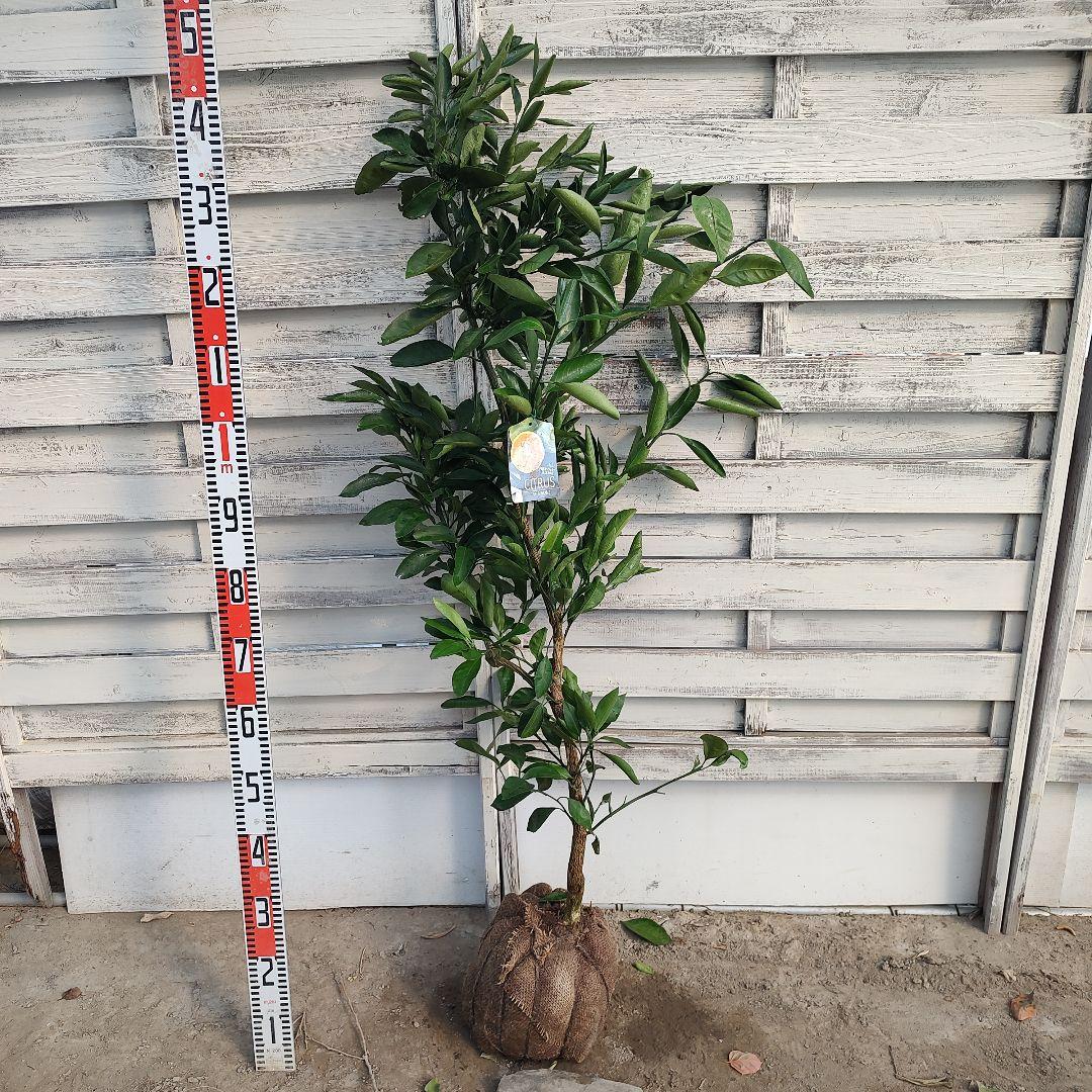 誠さま専用 ゆら早生みかん 3年生 大苗 - メルカリ