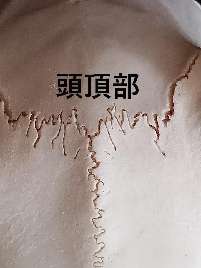 在庫処分特価】種名ニホンジカ♂ 32Kg 頭骨・第一頸椎 骨格標本