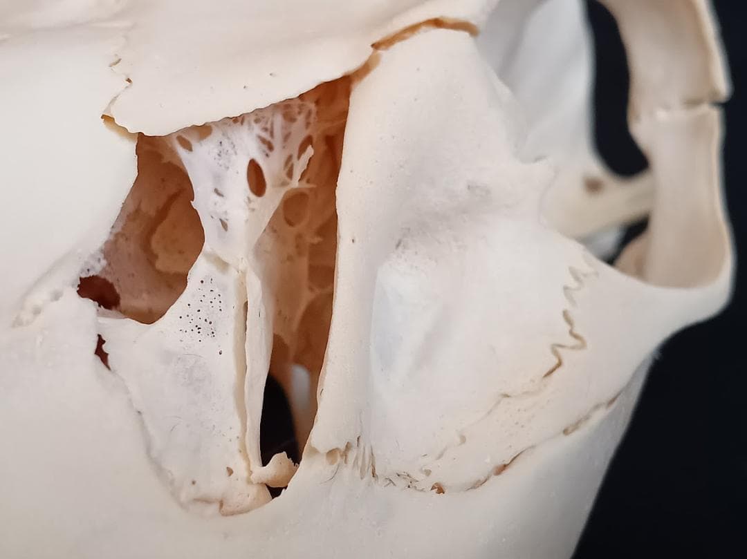 在庫処分特価】種名ニホンジカ♂ 32Kg 頭骨・第一頸椎 骨格標本