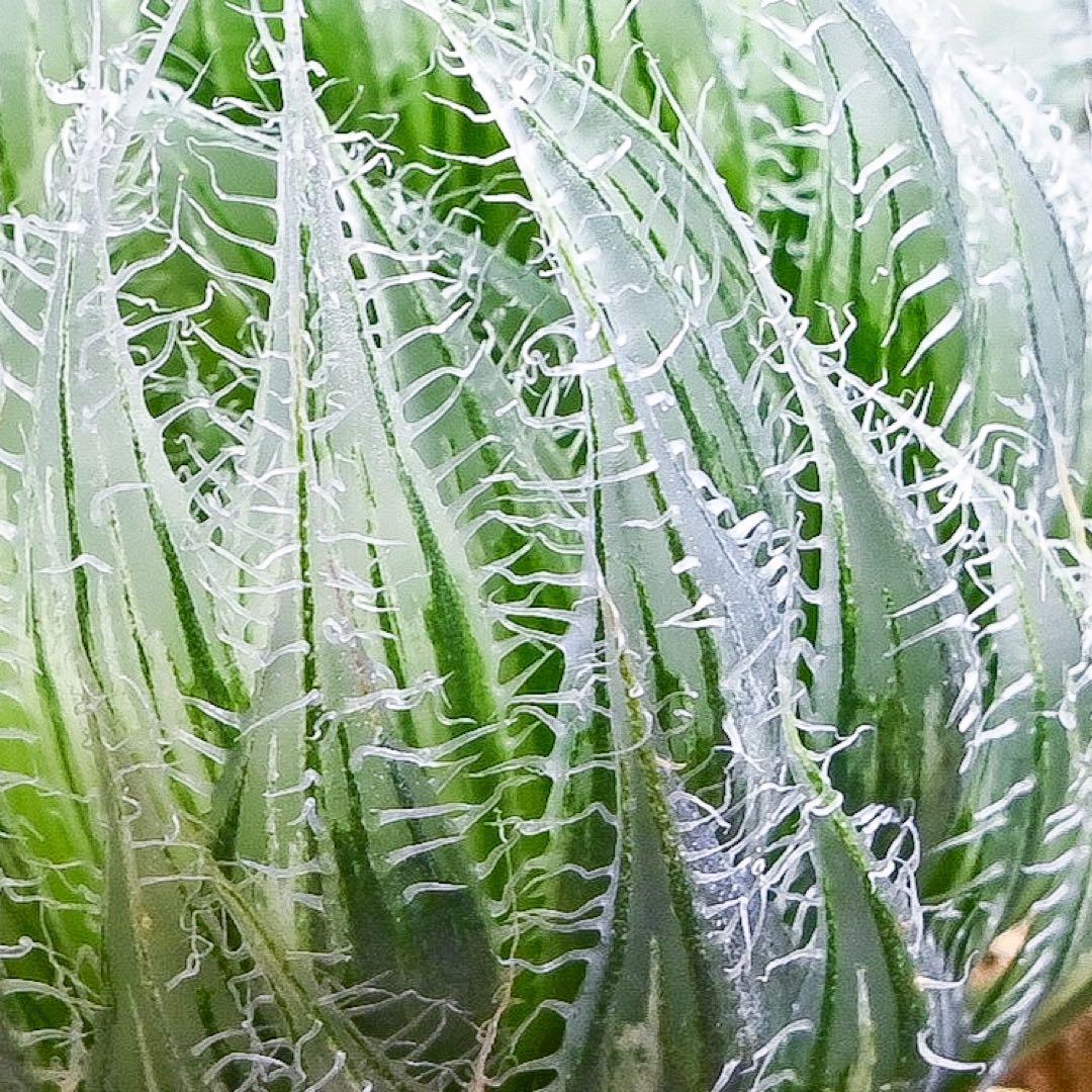 ハオルチア アラネア・ギガス錦 極上斑 - メルカリ