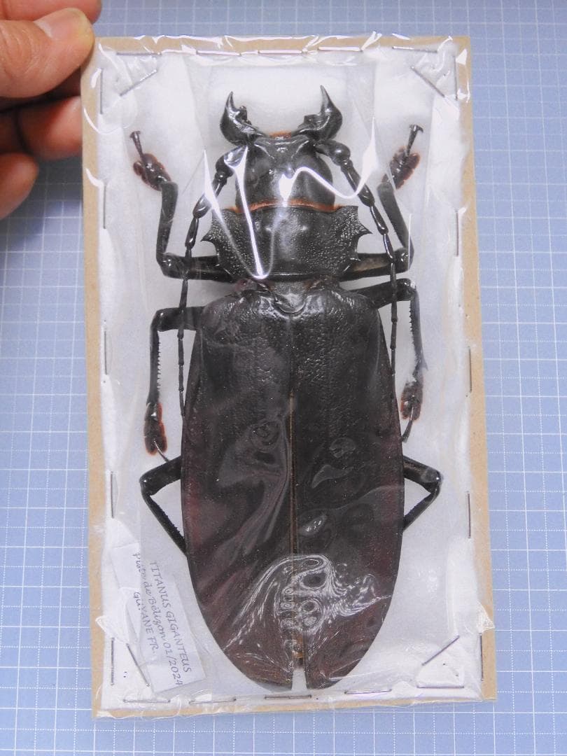 フレンチギアナ産 タイタンオオウスバカミキリ 145mm - メルカリ