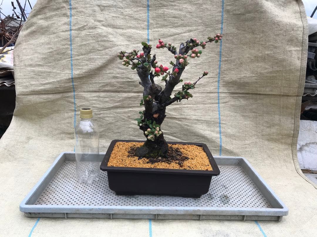 木瓜(ボケ)・放春花 越の輝 角鉢(咲分け保証品)① - メルカリ