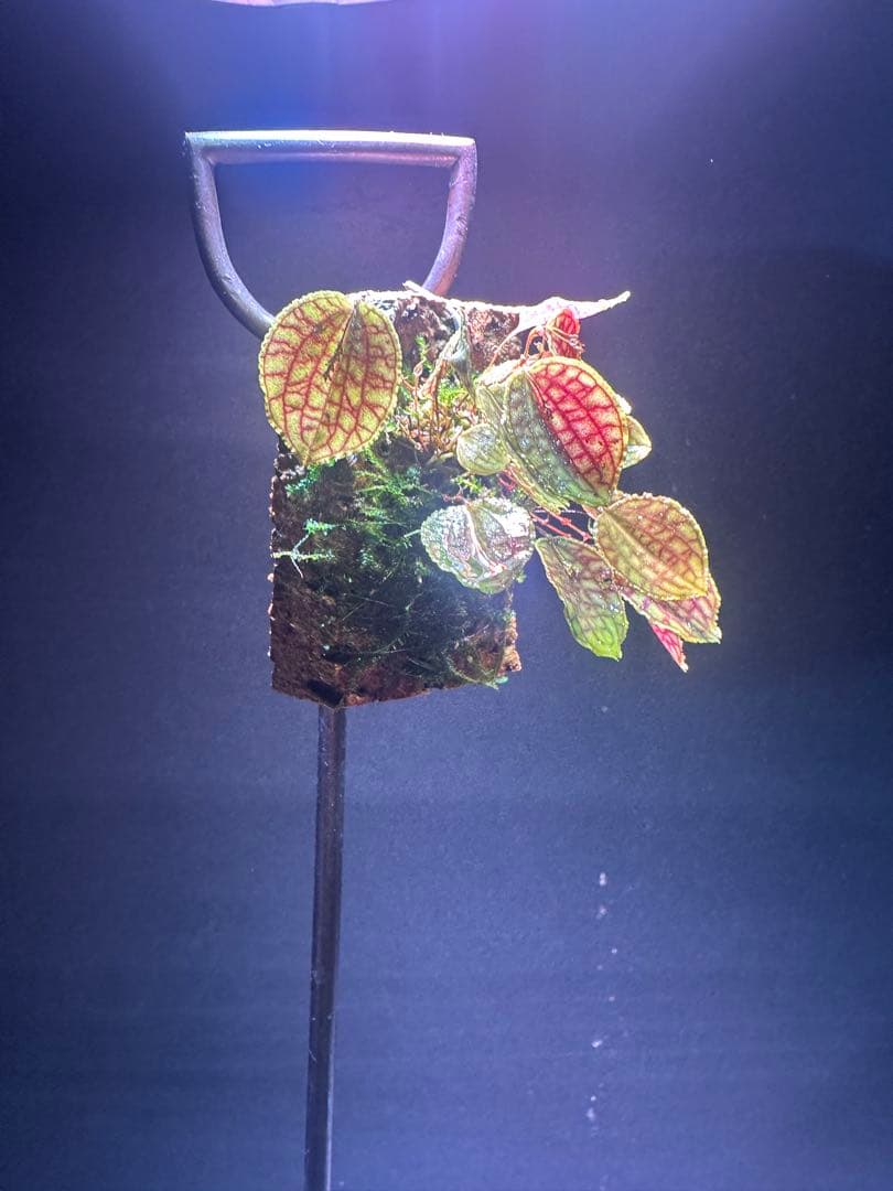 lepanthes calodictyon人気種 レパンテス原種洋蘭