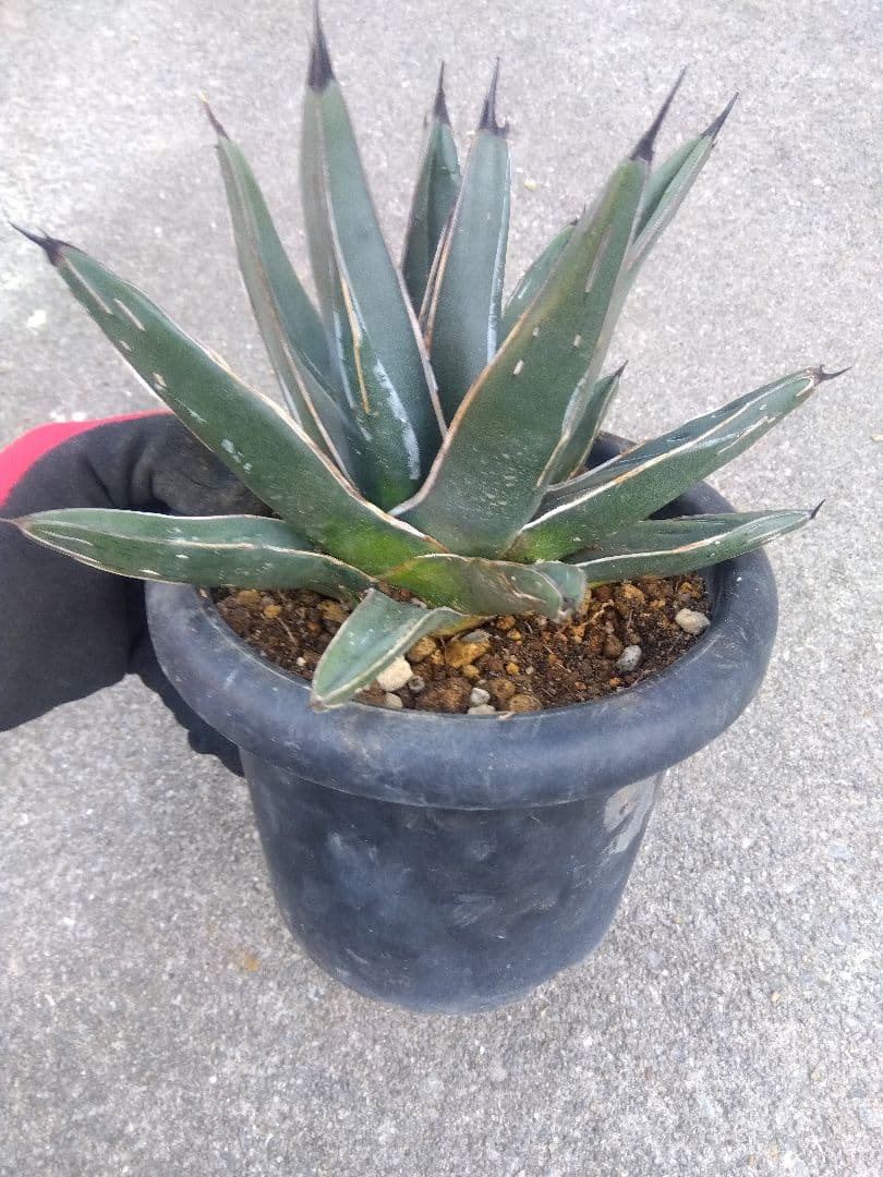 アガベ 笹吹雪 ニッケルシー 20センチ❗子株つき❗ ①