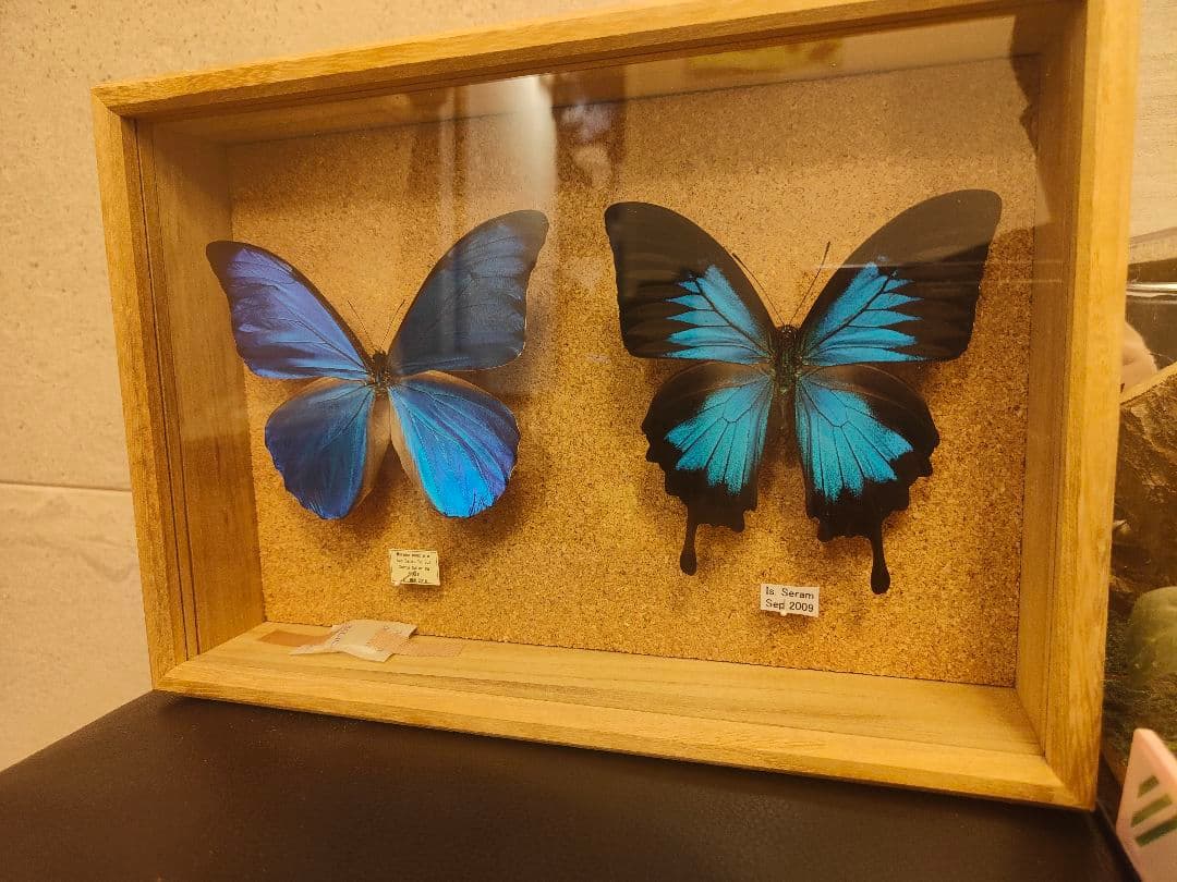 やべべ様 リクエスト 2点 まとめ商品 モルフォ蝶とクワガタの標本