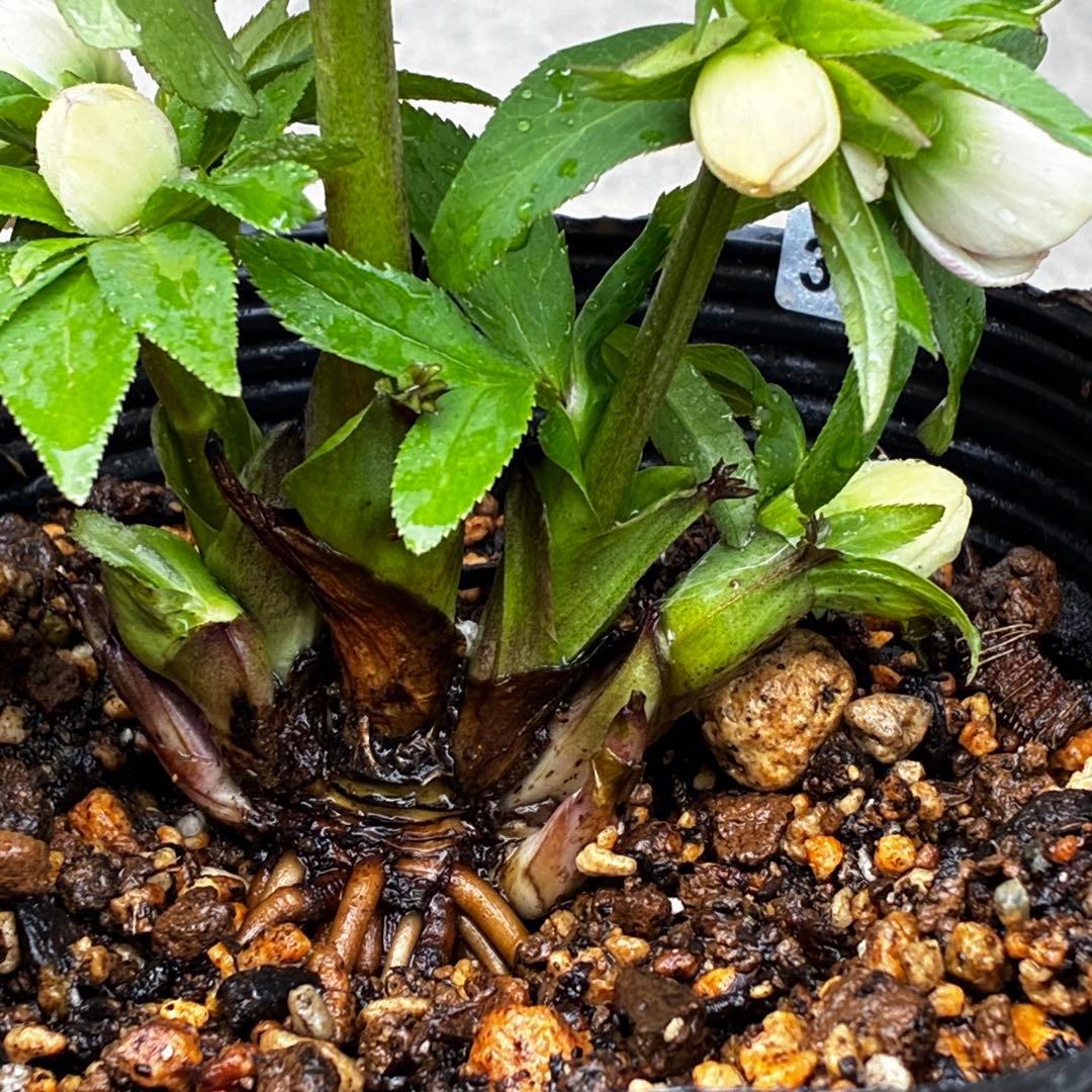 ぴ*ん様 3441☘️花、タグ付☘️プチドール⭐️超小輪⭐️超コンパクト⭐️繊細