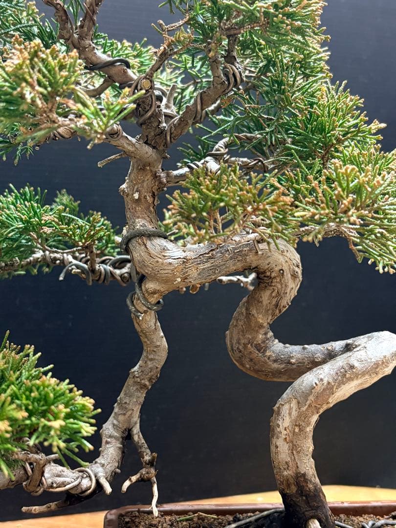 サービスオークション❗️盆栽]真柏 - メルカリ
