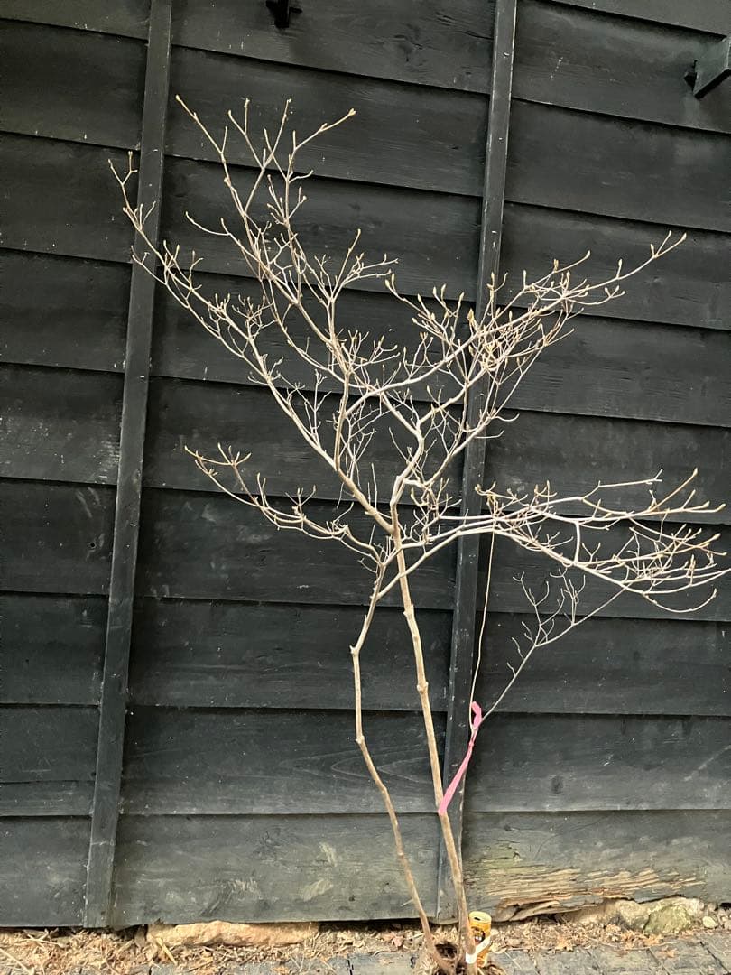 60 山採り ミツバツツジ バイカツツジ付き