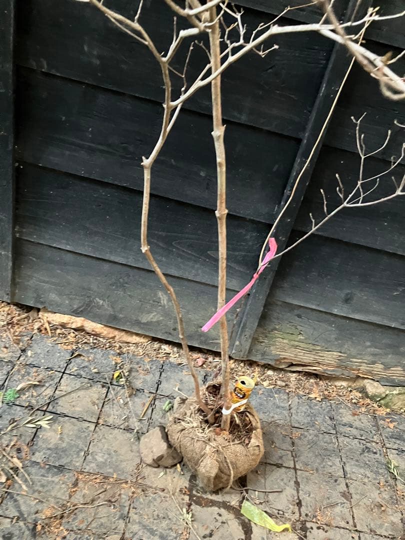 60 山採り ミツバツツジ バイカツツジ付き