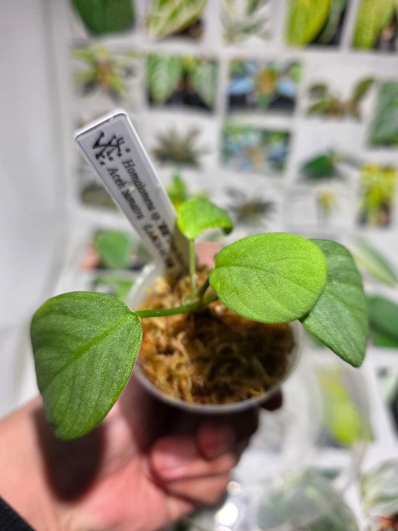 熱帯植物 LA便 ホマロメナsp.