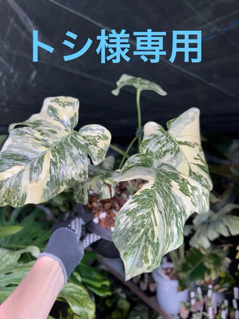 真・ホワイトスノー（白雪）モンステラ タイコンステレーション 園芸ネット本店｜モンステラ：タイコンステレーション（散斑）4号鉢
