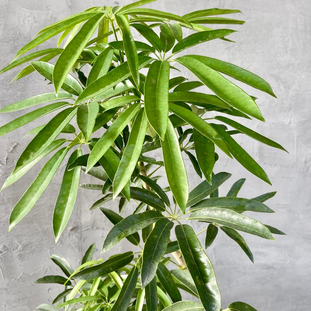 大型 シェフレラ アンガスティフォリア S字仕立て 陶器鉢 植え込み発送