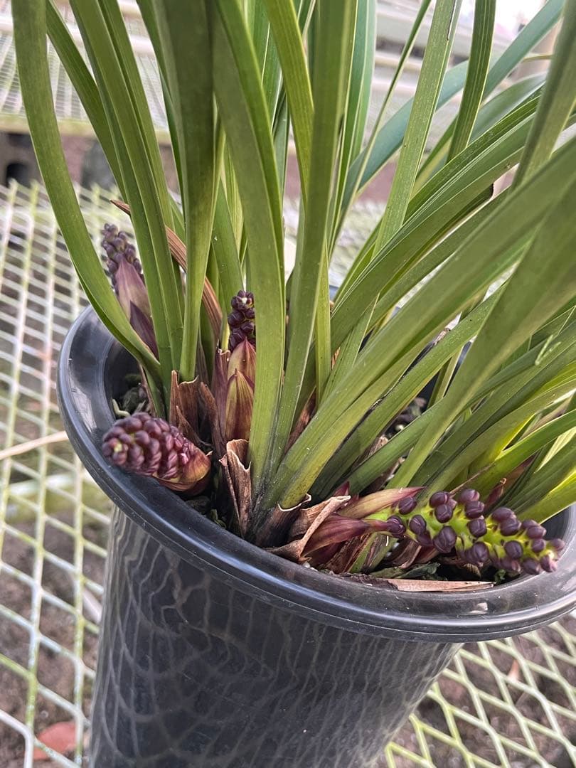 ミックス R8年キンリョウヘン花芽10本#1 ミックス R8年キンリョウヘン