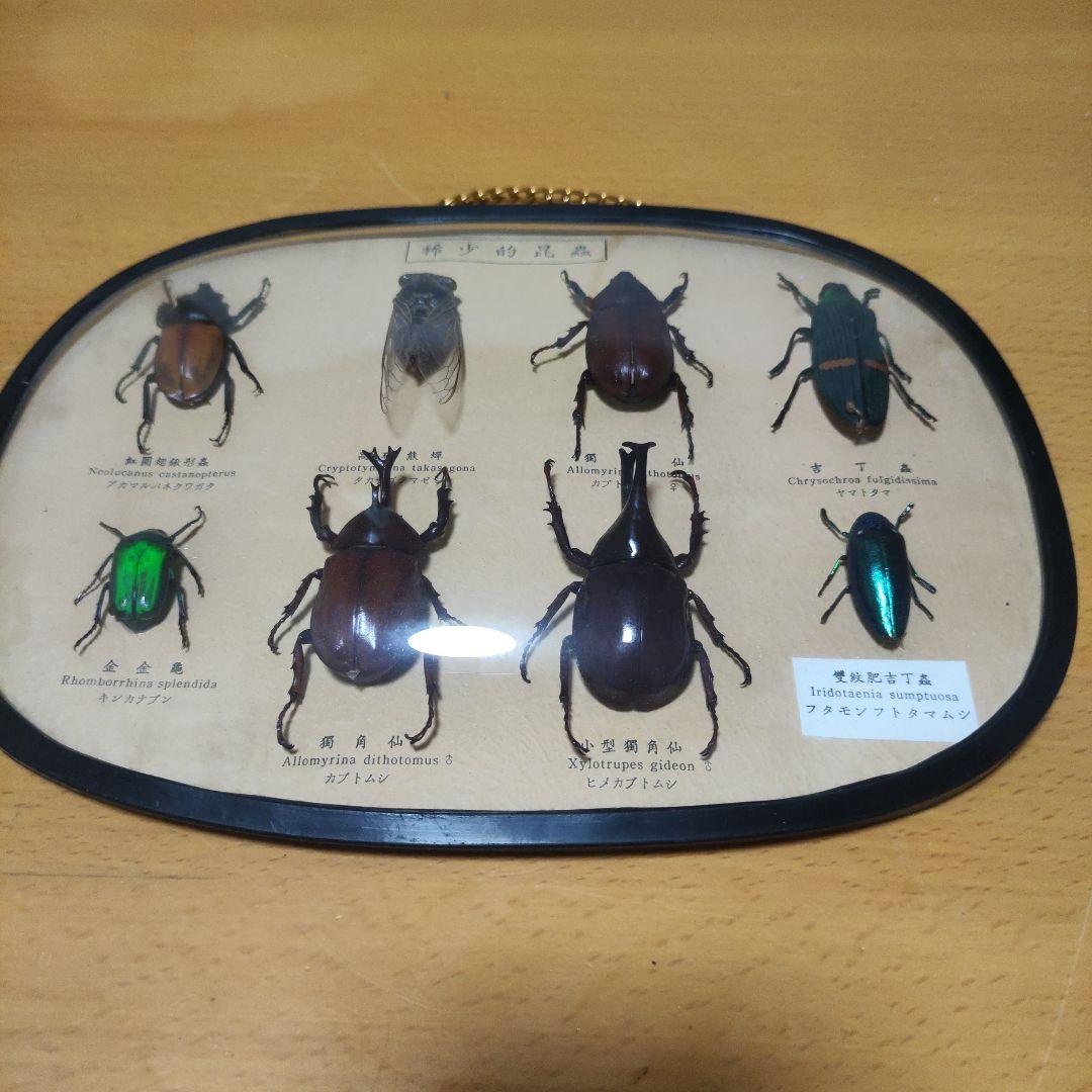 昆虫標本 カブトムシ セミ クワガタ タマムシ 甲虫セット - メルカリ