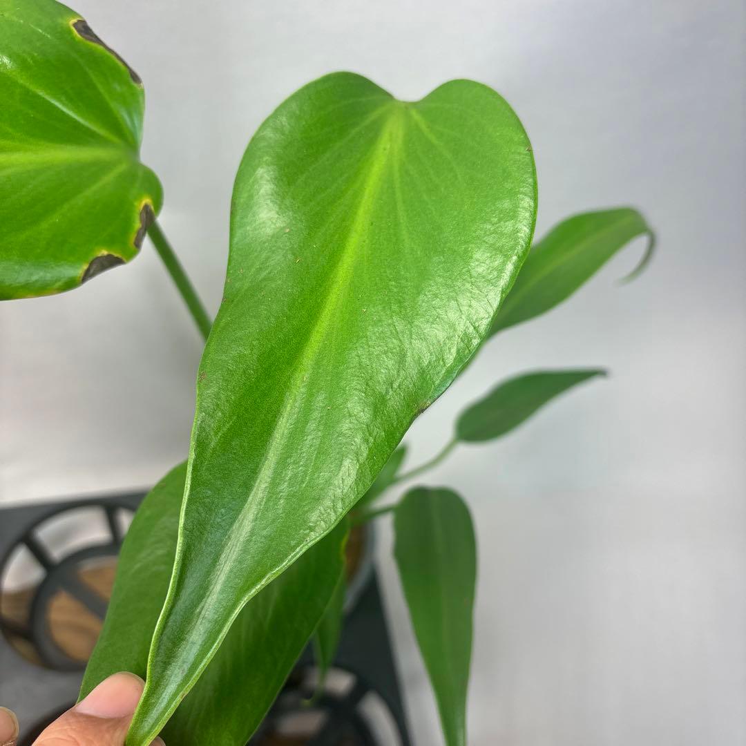 サ*イ様 5株セットms45ちょっと傷あり モンステラ バールマルクスフレーム