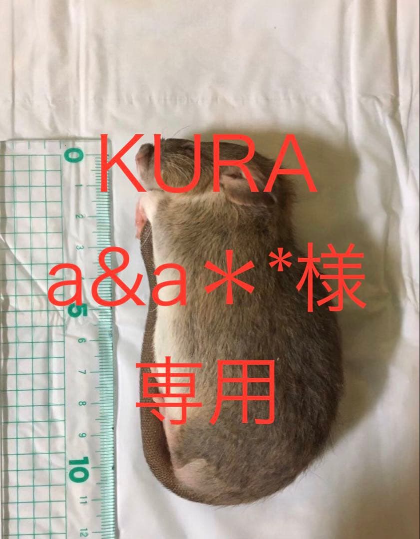 冷凍S75 F30 禁断のあとのせで冷凍ピザがレストラン級に！セブン-イレブン公式「金