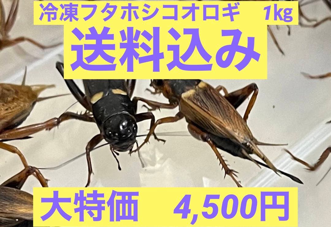 特価 訳アリ 冷凍コオロギ 約1キロ 袋入り - メルカリ
