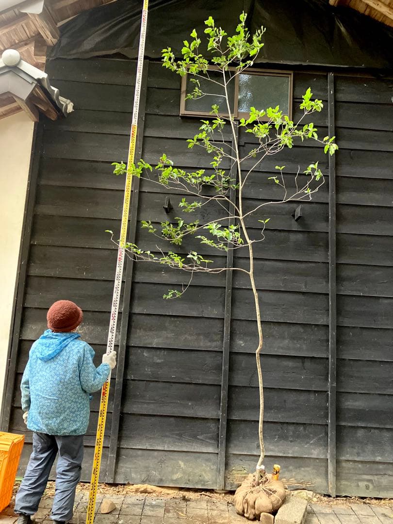 山採り　ソヨゴ　雌雄不明 ソヨゴの雌雄判別 ～再～ | 八進緑産株式会社